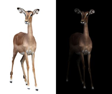 Impala karanlık ve izole Impala
