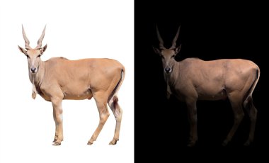 Eland koyu ve beyaz arka planda