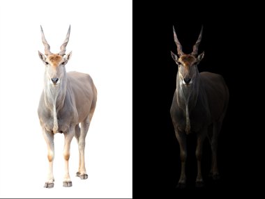 Eland koyu ve beyaz arka planda