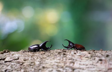 Gergedan böceği, Rhino beetle, Herkül böceği, tek boynuzlu at böceği, boynuz böceği