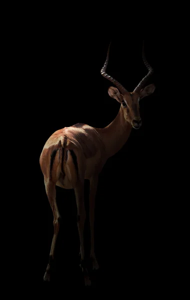 Impala in the dark — Stock Photo, Image