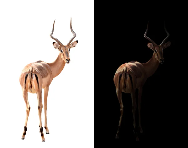 Impala dalam gelap dan impala terisolasi — Stok Foto