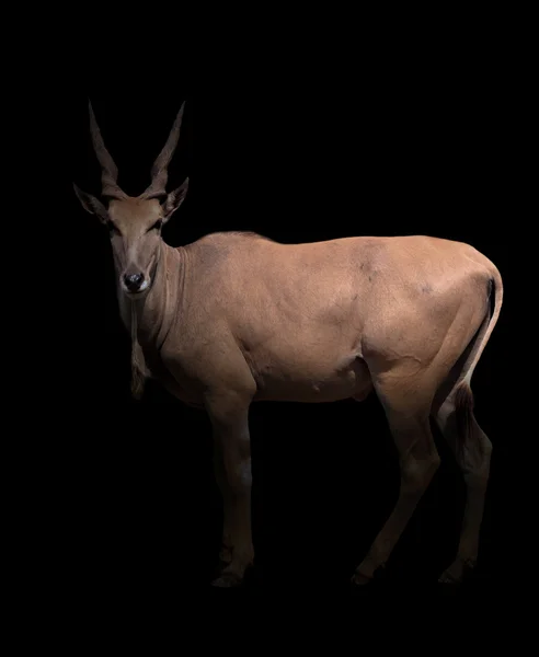 Eland standing in the dark — Stock Photo, Image