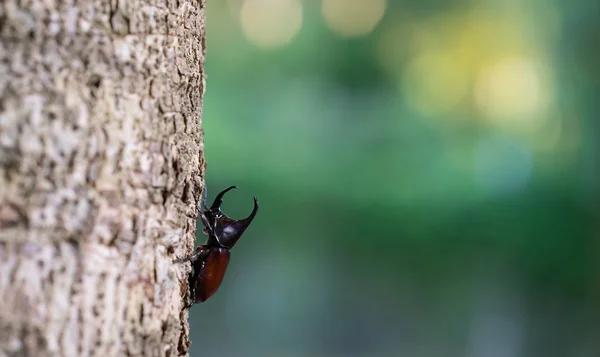 Rhinoceros beetle, Rhino beetle, Hercules beetle, Unicorn beetle, Horn beetle — Stock Photo, Image