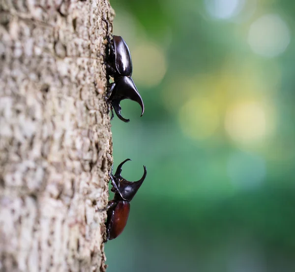 Nosorożec beetle, nosorożec beetle, Hercules beetle, Unicorn chrząszcz, chrząszcza — Zdjęcie stockowe