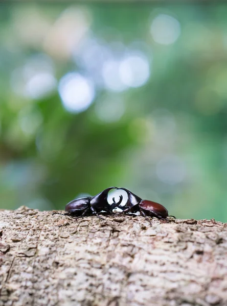 Kumbang badak, kumbang badak, kumbang Hercules, kumbang Unicorn, kumbang tanduk — Stok Foto