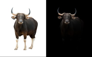 karanlık ve beyaz arka planda bant