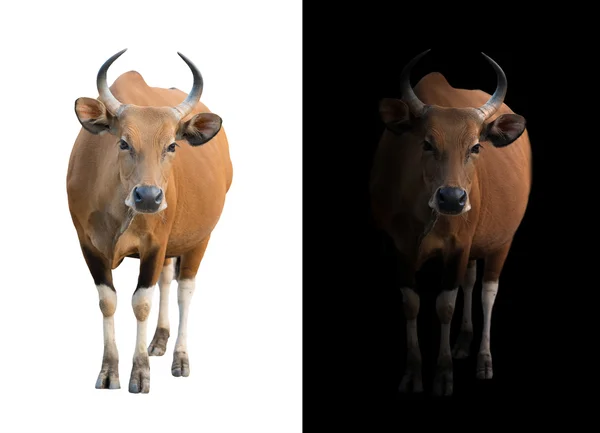 Banteng en el fondo oscuro y blanco —  Fotos de Stock