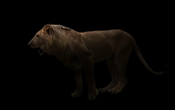 Yong male lion in the dark — Stock Photo, Image