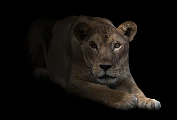 Самка льва в темноте — стоковое фото