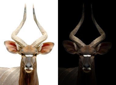 male nyala on dark and white background clipart