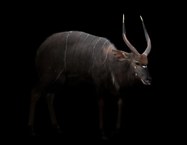 Nyala mâle debout dans le noir — Photo