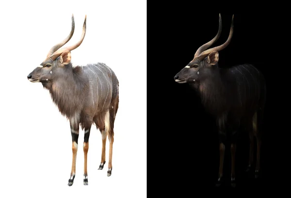 Nyala masculino sobre fondo oscuro y blanco — Foto de Stock