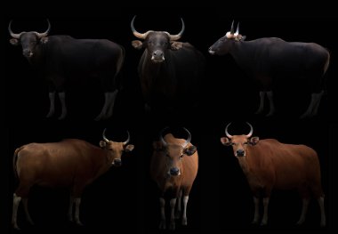 erkek bant karanlıkta saklanıyor