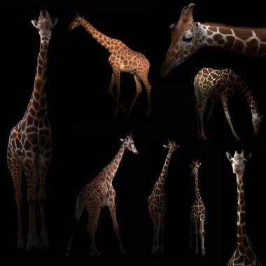 Karanlıkta saklanıyor zürafa