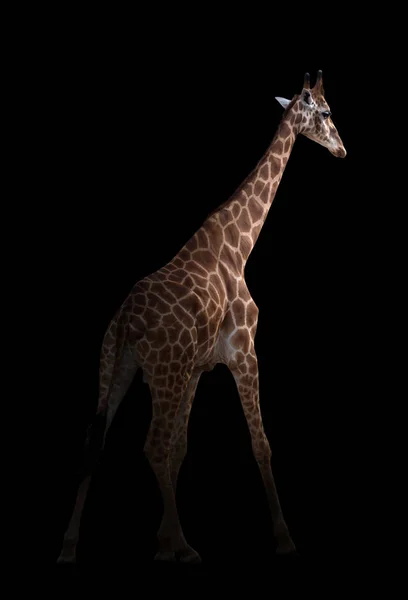 Girafe cachée dans le noir — Photo