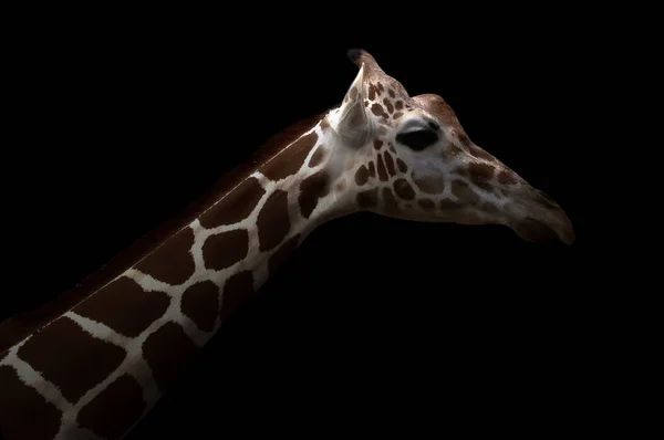 Giraffa nascosta nel buio — Foto Stock