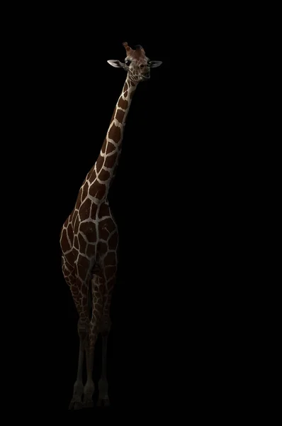 Giraff som gömmer sig i mörkret — Stockfoto