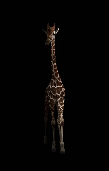 Karanlıkta saklanıyor zürafa — Stok fotoğraf