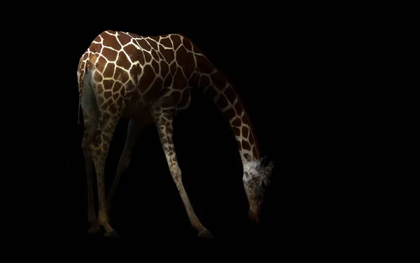 Giraffe hiding in the dark — Stock Photo, Image