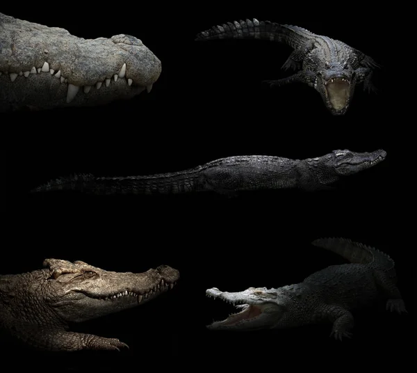 Crocodile caché dans l'obscurité — Photo