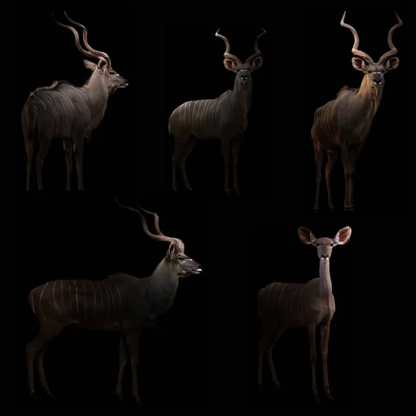 Kudu se cachant dans le noir — Photo