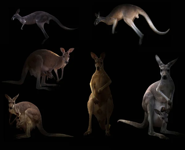 Kangaroo hiding in the dark — Stock Photo, Image