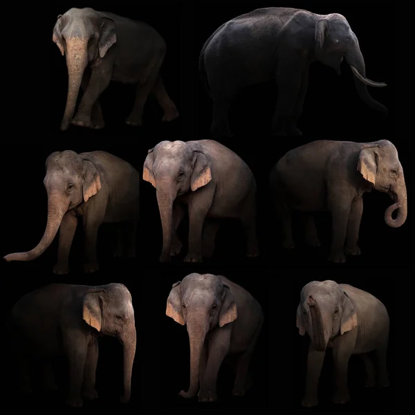 Elefante de asia escondido en la oscuridad —  Fotos de Stock