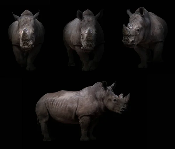 Nosorożec ukrywa się w ciemności — Zdjęcie stockowe