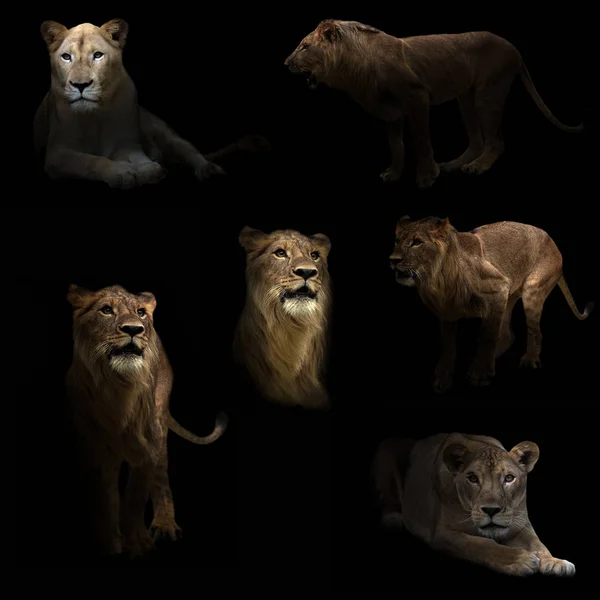 Лев, скрывающийся в темноте — стоковое фото