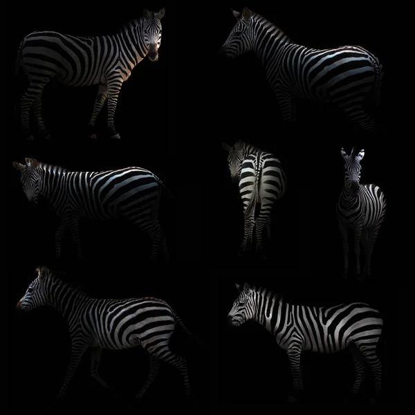 Zebra, ukrywając się w ciemności — Zdjęcie stockowe