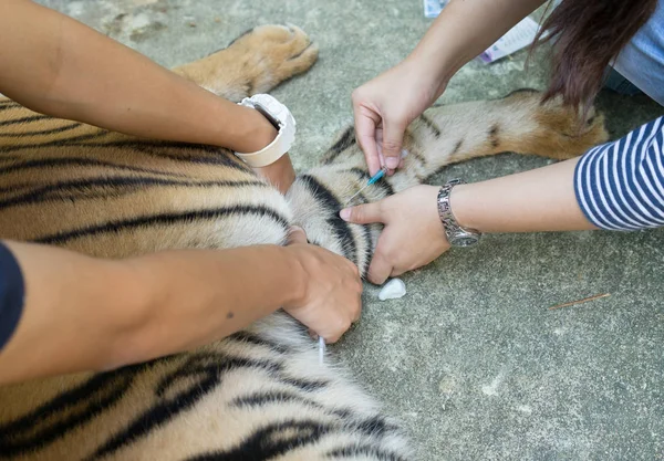 Dierenarts behandelen de tijger — Stockfoto