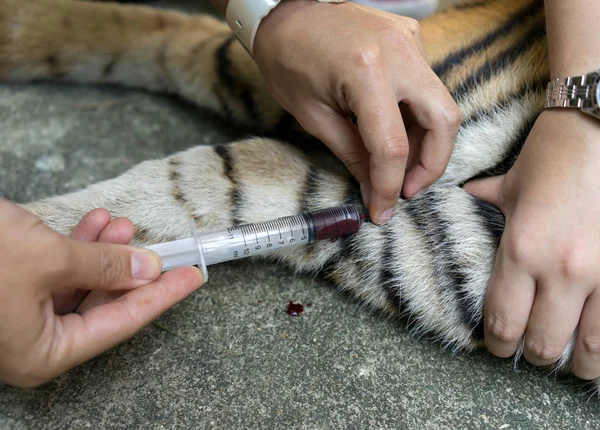 Medicul veterinar tratează tigrul — Fotografie, imagine de stoc