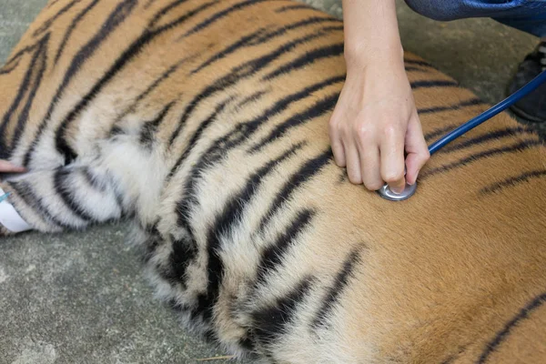 Tierarzt behandelt den Tiger — Stockfoto