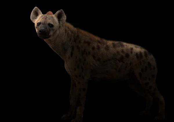 Gefleckte Hyäne im Dunkeln — Stockfoto