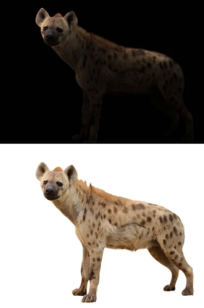 Spotted hiena w ciemno i białe tło — Zdjęcie stockowe