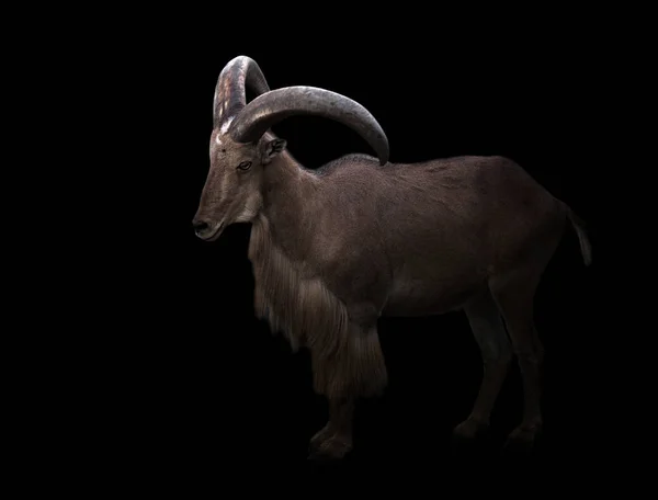 Barbary sheep in the dark — стоковое фото