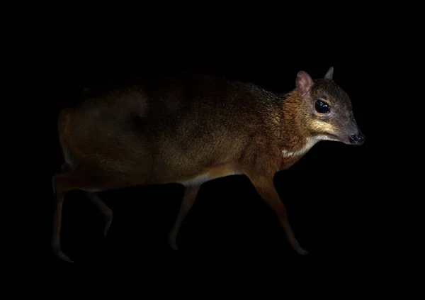 Олень-мышь в темноте — стоковое фото