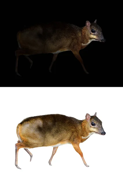 Lesser mouse deer standing in the dark and white background — Stock Photo, Image