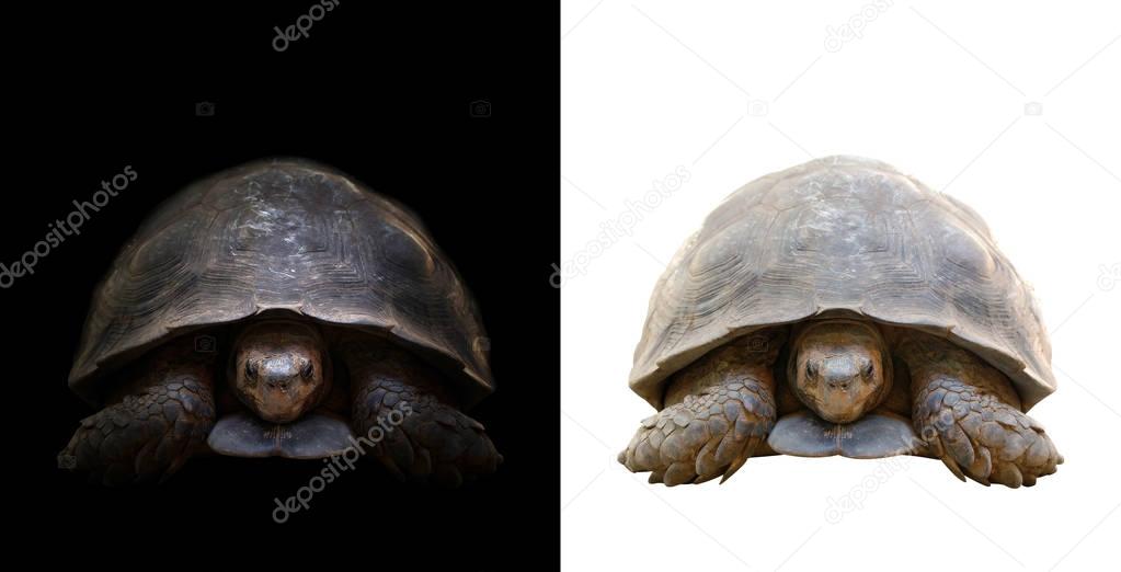 turtle in the dark and white background