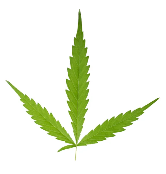 Folha sativa de cannabis verde brilhante isolada — Fotografia de Stock