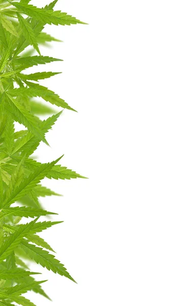 Marco de hoja sativa de cannabis verde brillante — Foto de Stock