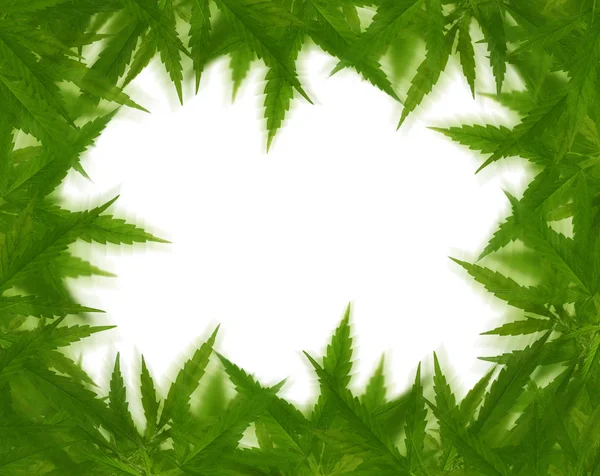 Ljusa gröna cannabis sativa leaf ram — Stockfoto