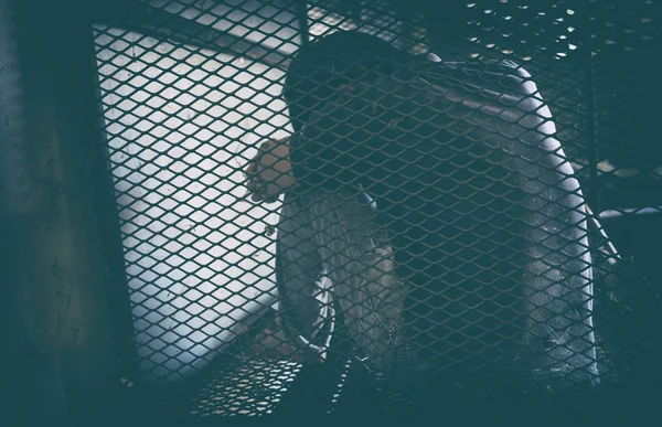 Hopeless man in the cage — Stock Photo, Image