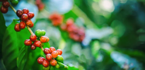 झाडावर ताजे कॉफी बीन्स — स्टॉक फोटो, इमेज