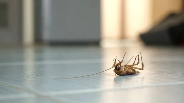 Dode kakkerlak op de vloer — Stockfoto