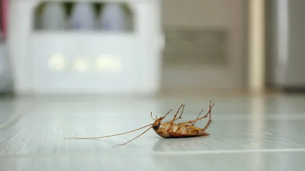 Zdechły karaluch na podłodze — Zdjęcie stockowe