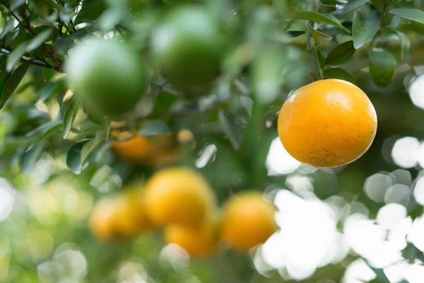 Fresh orange on tree — Stock Photo, Image