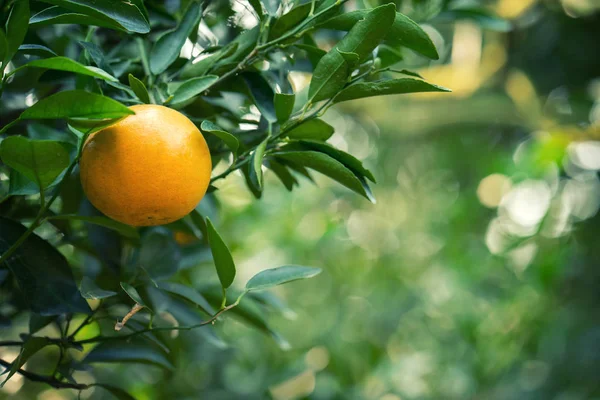 Fresh orange on tree — Stock Photo, Image