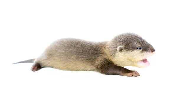 Baby otter isolated — Stock Photo, Image